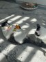 NIna_Chapi (11)